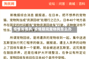 疫情狗寄养/疫情期间宠物狗怎么办