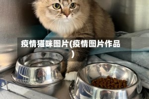 疫情猫咪图片(疫情图片作品)