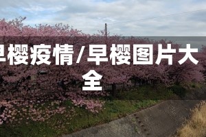 早樱疫情/早樱图片大全
