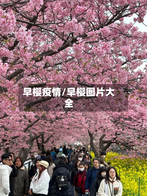 早樱疫情/早樱图片大全-第2张图片