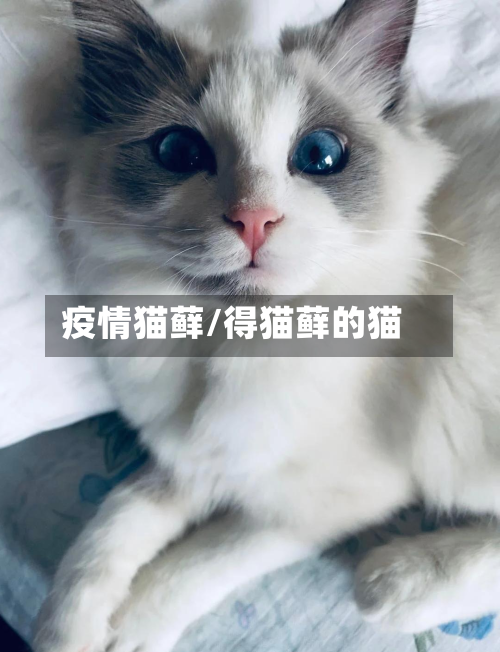 疫情猫藓/得猫藓的猫-第2张图片