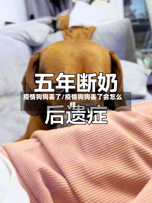 疫情狗狗丢了/疫情狗狗丢了会怎么样-第2张图片