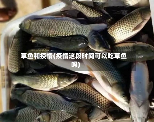 草鱼和疫情(疫情这段时间可以吃草鱼吗)-第2张图片