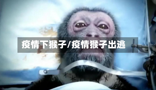 疫情下猴子/疫情猴子出逃-第1张图片