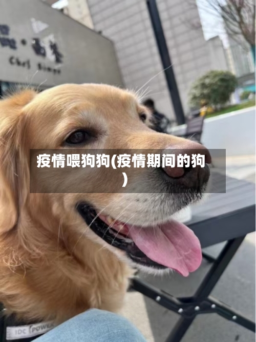 疫情喂狗狗(疫情期间的狗)-第2张图片