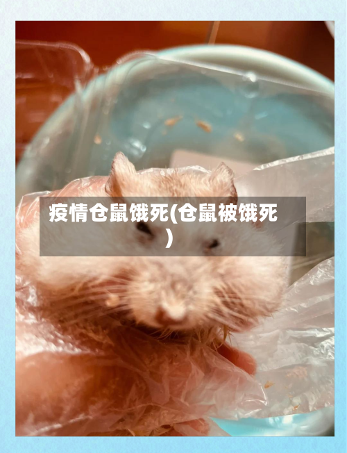 疫情仓鼠饿死(仓鼠被饿死)-第2张图片